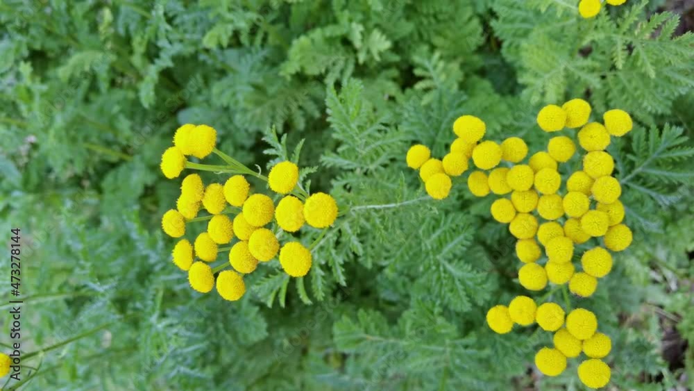 Vulgare herb. Green leaf and yellow flower. Nature backgroud. Botany ragwort detail. Summer time. Slow motion. Morning garden jungle. Season blossom. Park forest