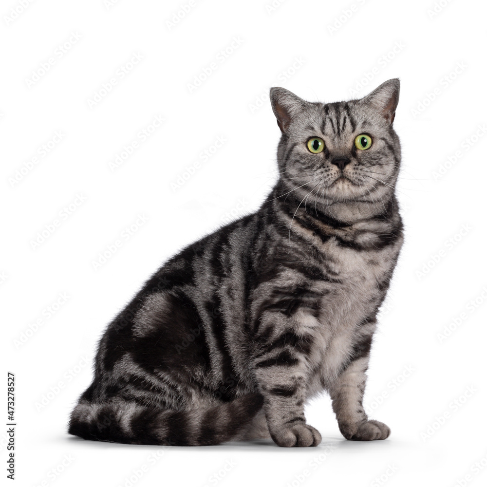 Obraz premium Adult British Shorthair cat, sitting up side ways. Looking straight to camera with round green eyes. Isolated on a white background.