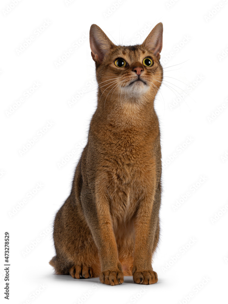 Adult Abyssinian cat sitting up and looking up above camera. Isolated on a white background.
