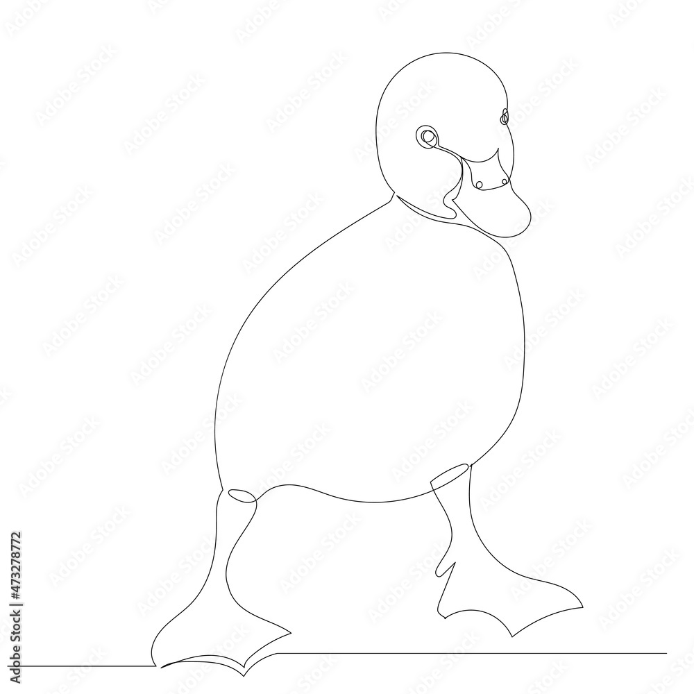duckling drawing by continuous line, sketch, vector duckling drawing by continuous line, sketch, vector