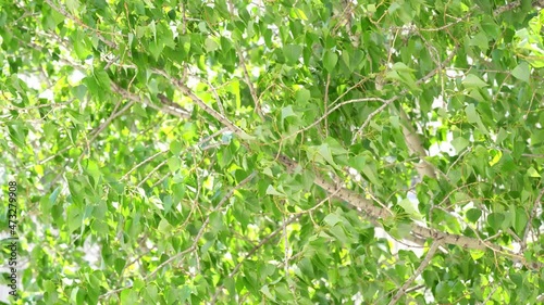 Wallpaper Mural Colorful green background. Poplar leaves at wind storm. Business wallpaper. Abstract texture. Dreamy sunlights. Card decoration. Glamour backdrop. Horizontal Torontodigital.ca