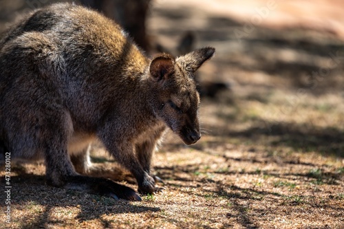 A Bennett Wallaby in Palm Springs  California