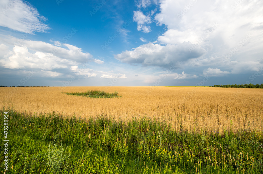 View of wheat field