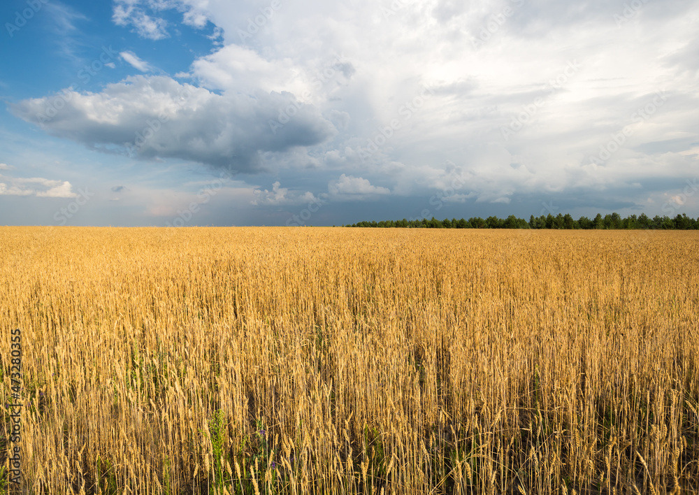 View of wheat field