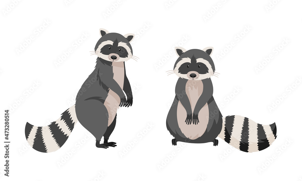 Obraz premium Cute funny raccoons. Wild furry forest animal in various poses cartoon vector illustration