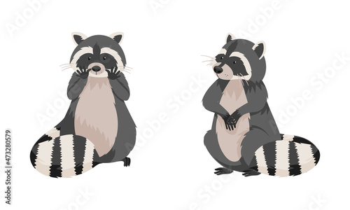 Cute funny raccoons. Wild white and gray furry forest animal in various poses set cartoon vector illustration