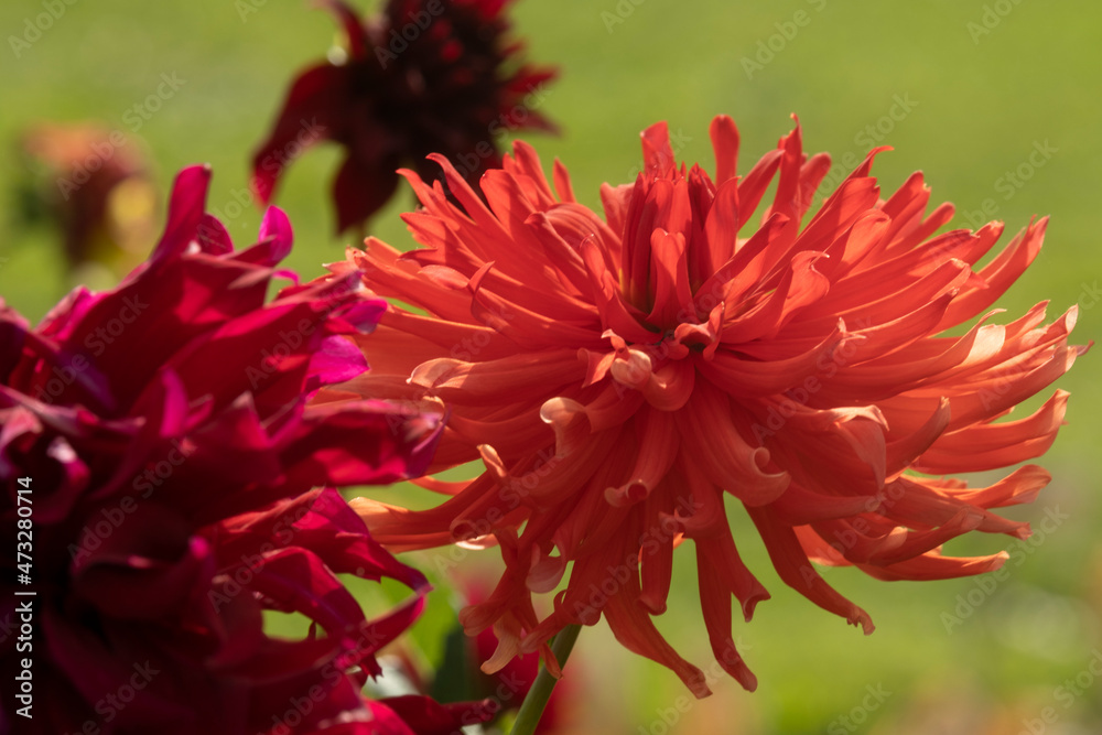 dahlia, dahlia,