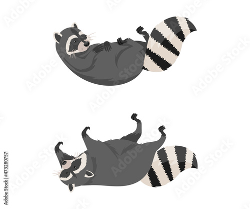 Cute funny raccoons front and side view set. Wild furry forest animal lying on its back cartoon vector illustration
