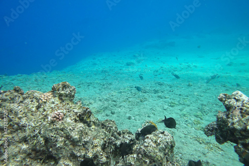 Underwater background
