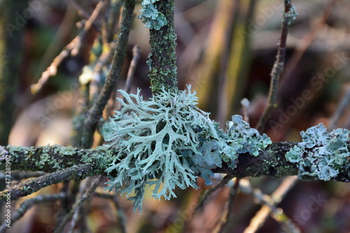 Lichen Evernia prunastri on a branch of an old tree photo