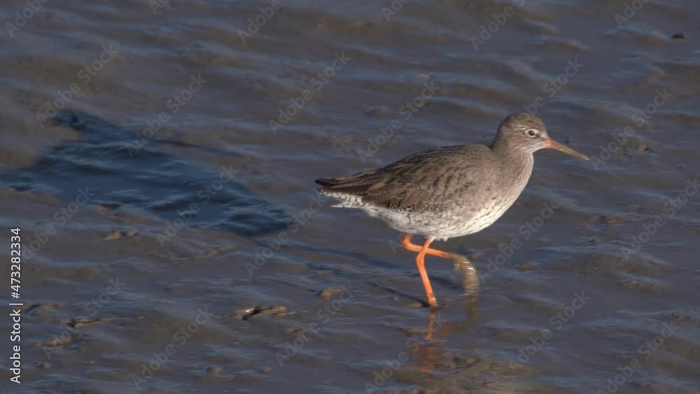 Common Redshank (Tringa totanus) sea bird in slow motion feeding on a coastal sea estuary shoreline which is an Eurasian wader with red legs, stock video footage Common Redshank (Tringa totanus) sea bird in slow motion feeding on a coastal sea estuary shoreline which is an Eurasian wader with red legs, stock video footage