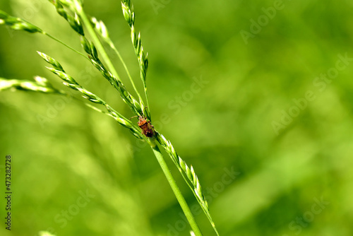 A small-sized beetle sits on green grass.