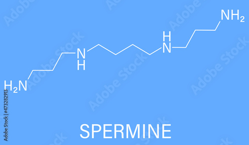 Spermine molecule. Skeletal formula. Polyamine involved in cellular metabolism that is found in all eukaryotic cells. photo