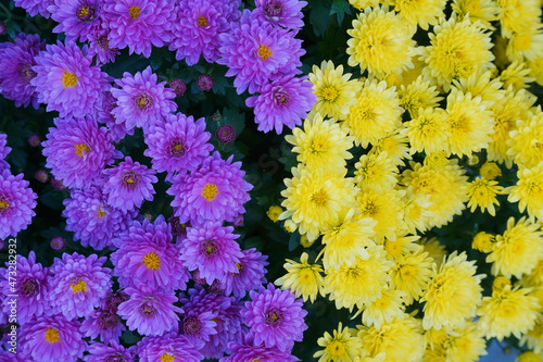 Astern gelb und violett im Herbst photo