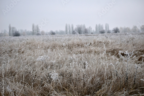 Wallpaper Mural Early winter. Natural landscape. The dry grass on the field was covered with frost. Torontodigital.ca