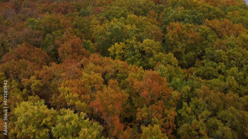 Autumn oak forest. smooth panorama. Aerial view. Autumn oak forest. smooth panorama. Aerial view.