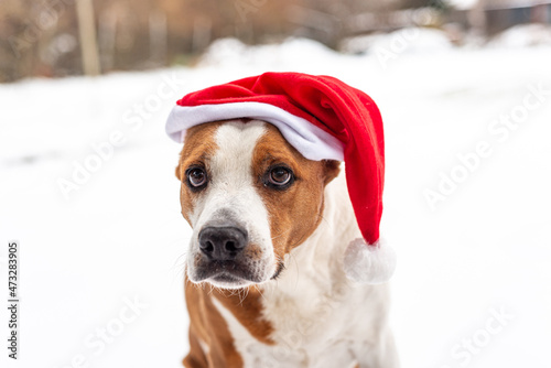 terrier dog santa outdoor in snow © pellephoto