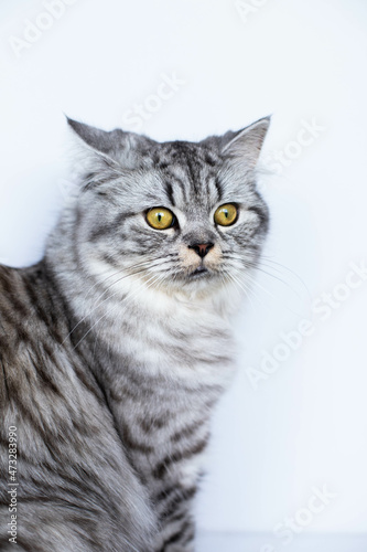  Cute Persian cat sitting black and white portrait vertical photo © JuLady_studio