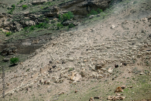 Driving a huge flock of rams and sheep in Dagestan