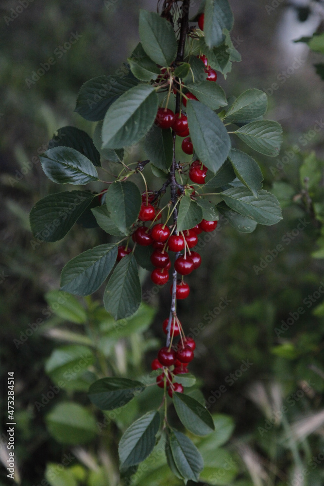 Obraz premium Sweet cherry on a branch. A ripening cherry on a twig in the garden. Black cherries with drops in the garden. Amarelle is sprayed in summer. A blurry green garden in the background.