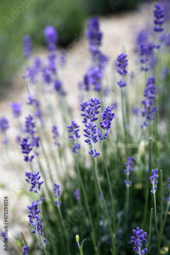 Bushes of lavender in landscape design. Lavender in the garden. The aromatic French Provence lavender grows surrounded by white stones and pebbles in the courtyard of the house.