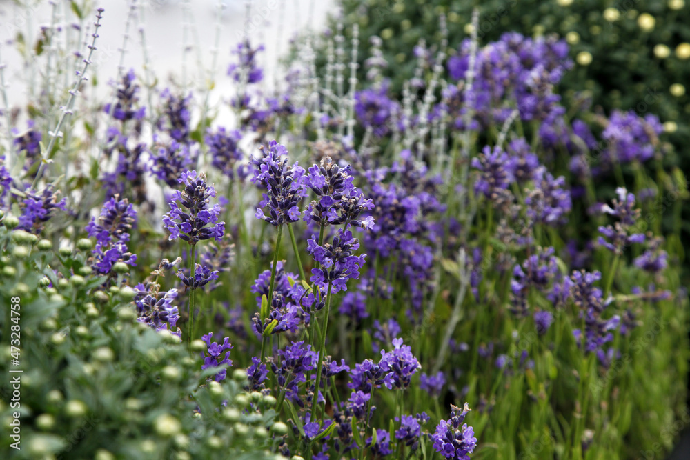 Bushes of lavender in landscape design. Lavender in the garden. The aromatic French Provence lavender grows surrounded by white stones and pebbles in the courtyard of the house. Bushes of lavender in landscape design. Lavender in the garden. The aromatic French Provence lavender grows surrounded by white stones and pebbles in the courtyard of the house.