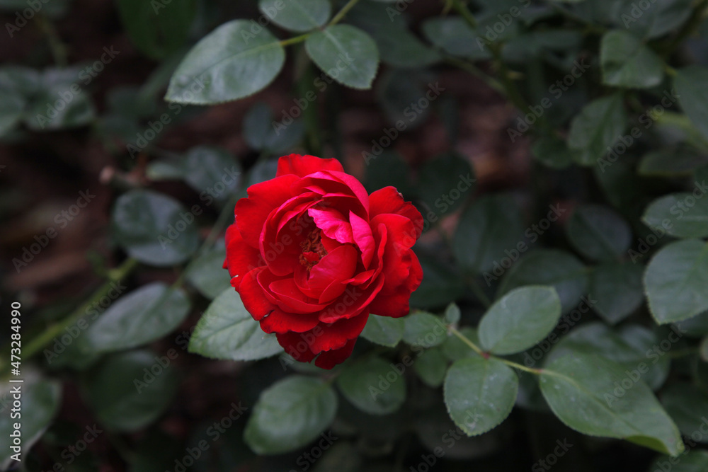 Red roses are blooming with flowers, a bush with delicate red flowers in close-up. Background background wallpaper for design, magazine, calendar. Red roses are blooming with flowers, a bush with delicate red flowers in close-up. Background background wallpaper for design, magazine, calendar.