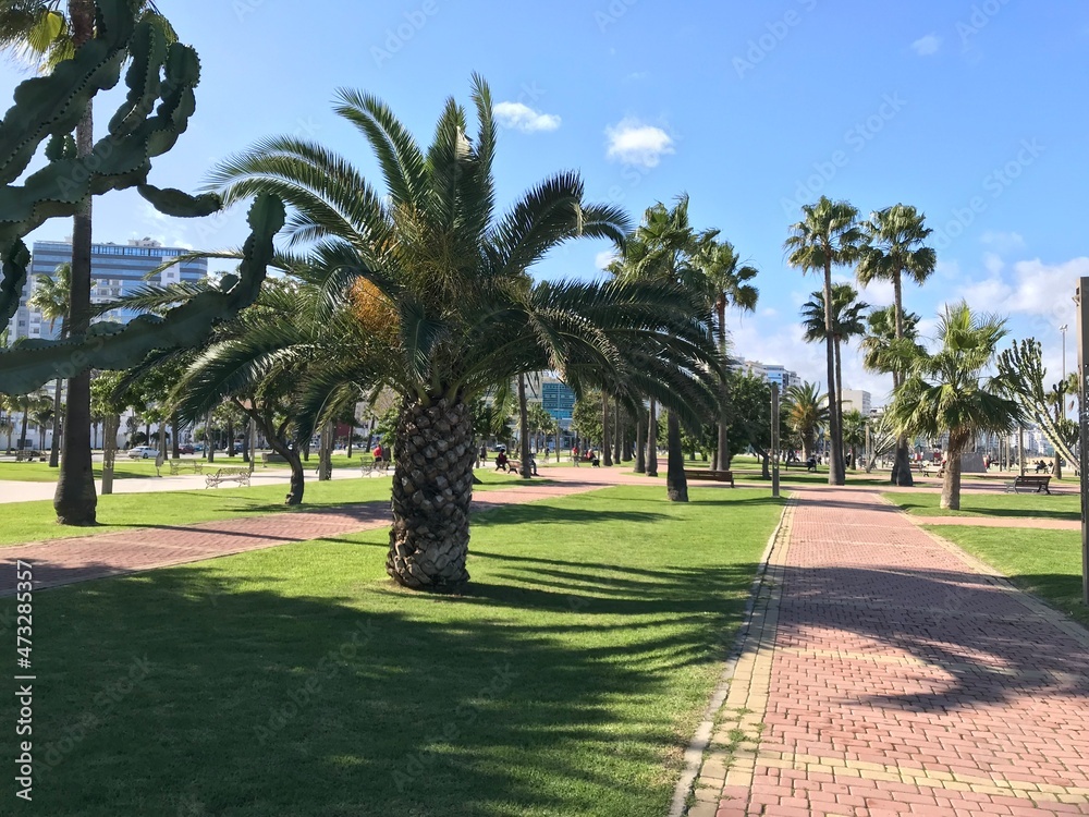 Red stepping pathway and palm trees in a Moroccan public park Red stepping pathway and palm trees in a Moroccan public park
