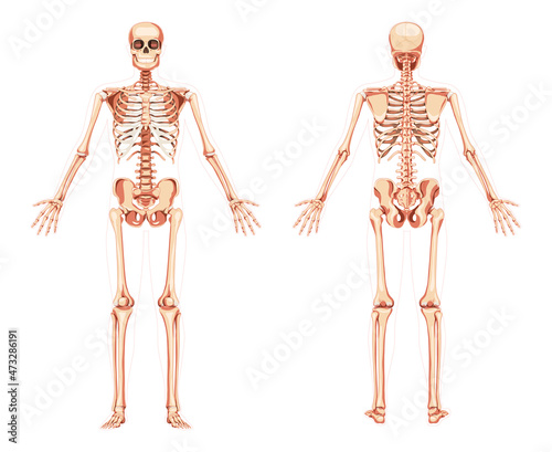 Skeleton Human diagram front back anterior posterior view. Set of realistic flat concept natural colour Vector illustration didactic board of anatomy isolated medical banner, skull spine ribs joints