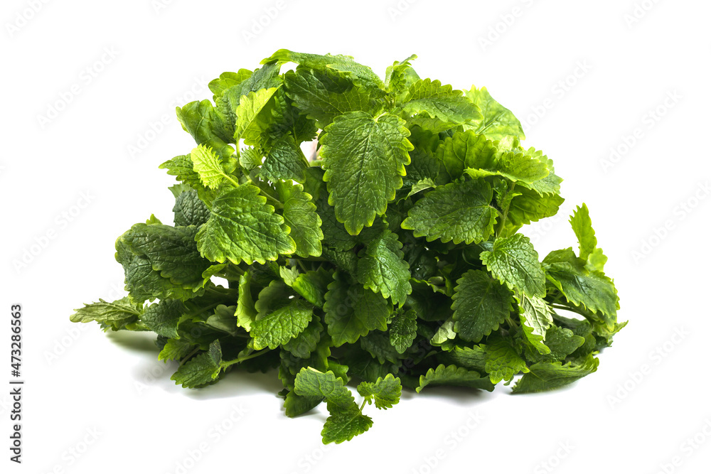 Fresh lemon balm herb Melissa officinalis in white background Fresh lemon balm herb Melissa officinalis in white background