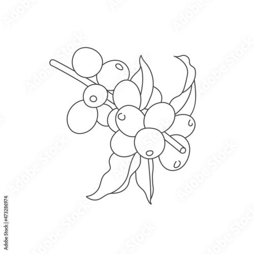 Vector line illustration of coffee tree branch. Coffee plant with beans.