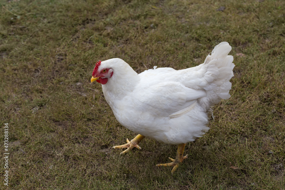 White broiler hen on the farm yard