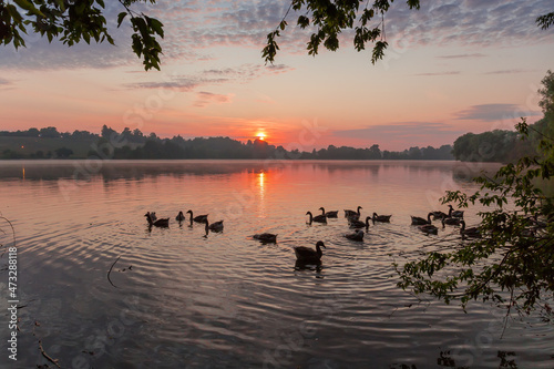Silhouettes of the domestic gray geese on pond during sunrise
