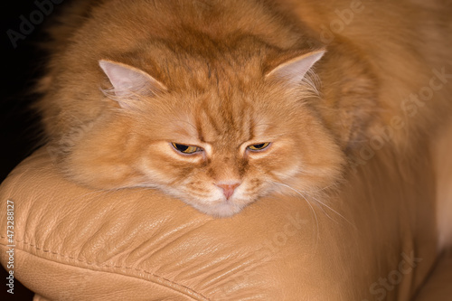 Ginger cat semi dozing on the armrest of the yellow armchair photo