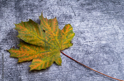 Autumn leaf on concrete