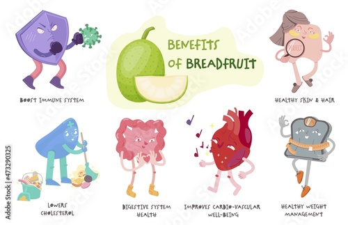 Breadfruit health benefits, medical infographic. Vector illustration