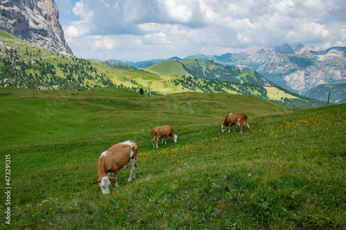 Dolomites, 2017, Valgardena, red cows graze in the meadow against the background of mountains © Iuliia