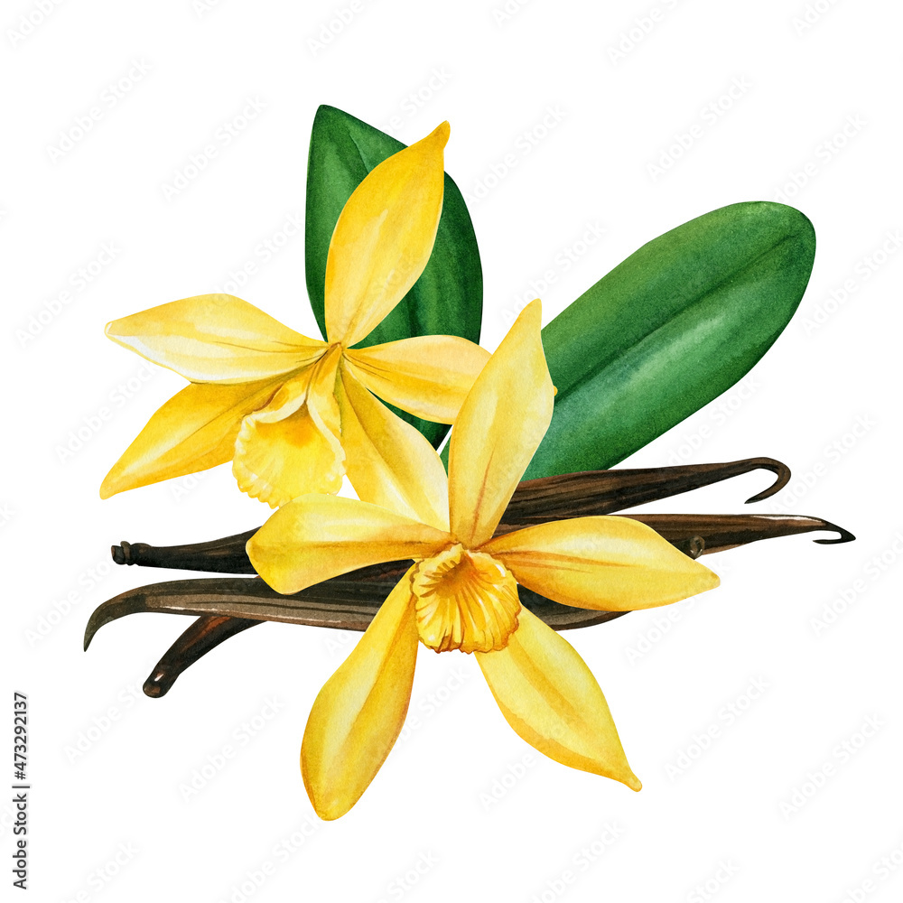 Vanilla on isolated white background, watercolor illustration Vanilla on isolated white background, watercolor illustration