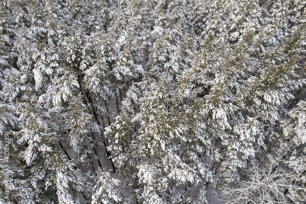 Aerial view of frosty white winter pine forests and birch groves covered with hoarfrost and snow. Drone photo of high trees in mountains at winter time. Christmas theme background. Idyllic landscape Aerial view of frosty white winter pine forests and birch groves covered with hoarfrost and snow. Drone photo of high trees in mountains at winter time. Christmas theme background. Idyllic landscape