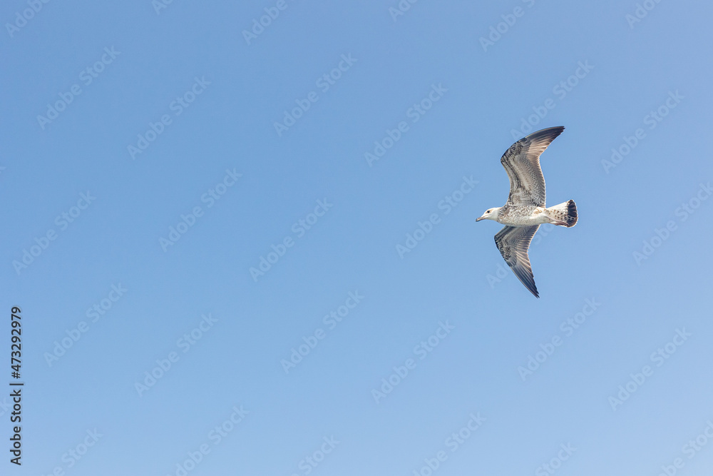 Big seagull in sky. Open wings with feathers