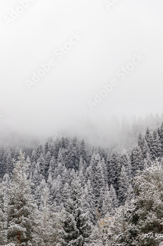 Morning fog descended on a snow-covered spruce forest
