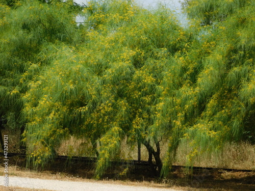 Palo verde or Jerusalem thorn or parkinsonia aculeata tree, blooming with yellow flowers in Athens, Greece photo