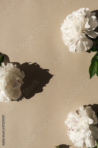 Elegant delicate white peony flowers with sunlight shades on neutral tan beige background. Blank mockup copy space template. Flat lay, top view aesthetic flower composition photo