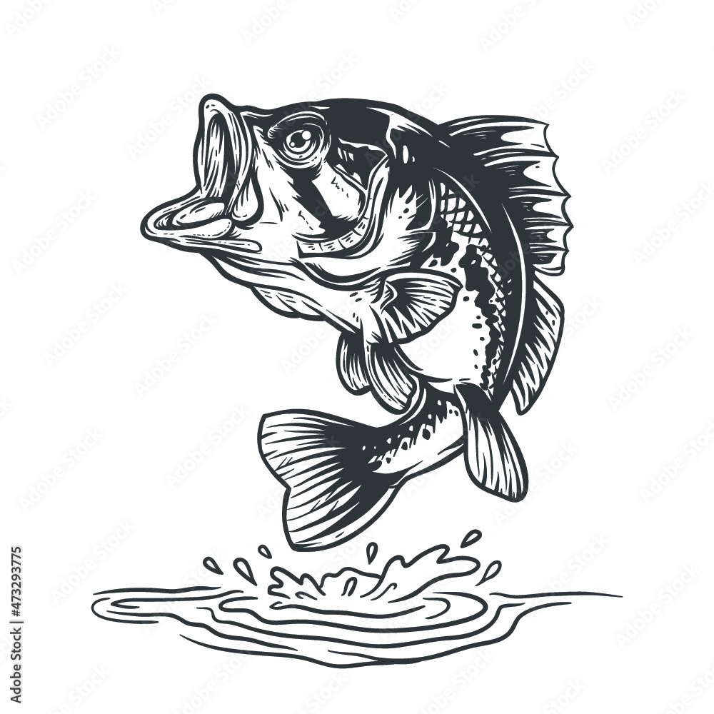 handrawn illustration of a bass fish - obrazy, fototapety, plakaty 