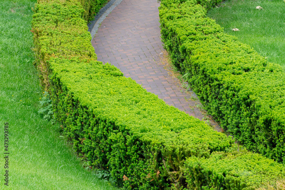 Obraz premium The wall consists of a green hedge. Geometric bush landscape design