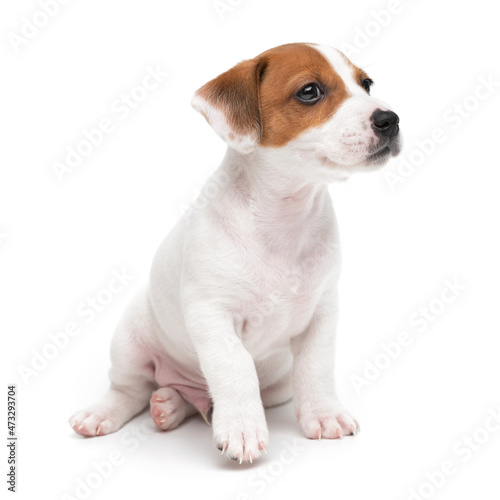 Jack Russell Terrier puppy sitting isolated on white background.