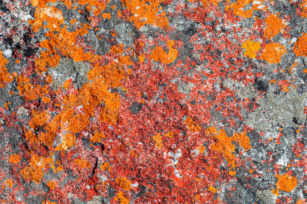 Macro texture of orange red lichen moss growing on mountain rock