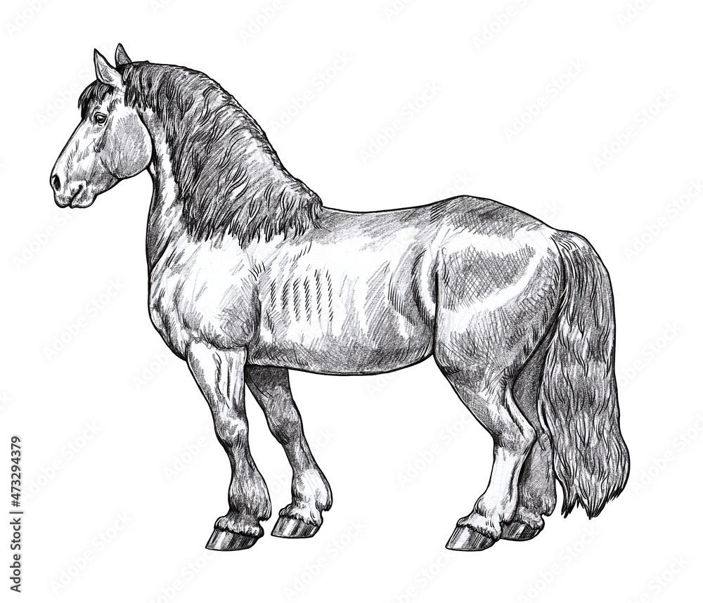 Drawing of a draft horse. Pencil portrait of a horse. Equine drawing. Stock Illustration Adobe