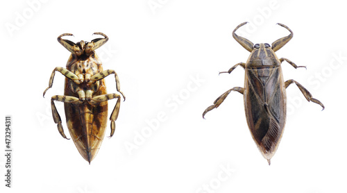 Giant  Water  Bug  on  white  background  with  copy space.