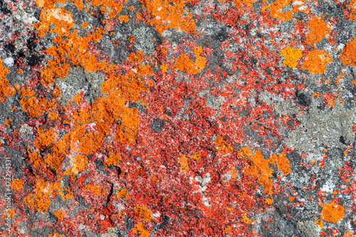 Macro texture of orange red lichen moss growing on mountain rock